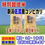 令和5年産 特別栽培米 新潟産 佐渡 コシヒカリ 10kg (5kg×2袋)  送料無料 玄米 白米 7分づき 5分づき 3分づき お好みに精米します