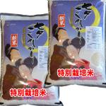 新米 令和7年産 七夕コシヒカリ 10kg (5kg×2) 佐賀県 JA白石産 送料無料 玄米 白米 7分づき 5分づき 3分づき オーダー精米