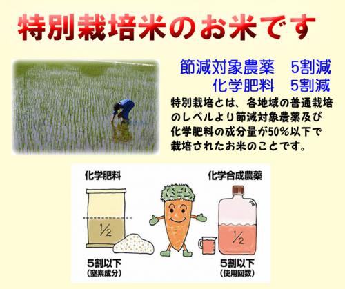 新米 令和７年産 特別栽培米 吹上 コシヒカリ 5kg 鹿児島 JAさつま日置産 玄米 白米 7分づき 5分づき 3分づき 【出荷日精米】