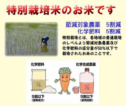 新米 令和6年産 特別栽培米 ふふふ 富富富 5kg 富山県産 送料無料 玄米 白米 7分づき 5分づき 3分づき オーダー精米