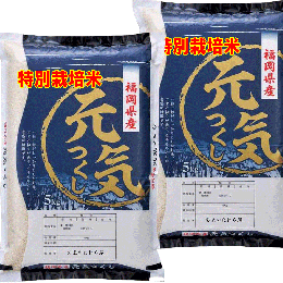 新米 令和７年産 特別栽培米 福岡県産 元気つくし 10kg (5kg×2袋) 送料無料 玄米 白米 7分づき 5分づき 3分づき つきたて米 